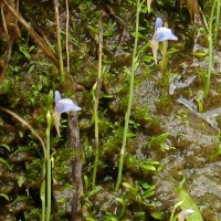 Utricularia graminifolia Vahl